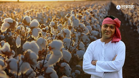 Jalgaon farmer cotton production Indication of price 9000 Twenty percent increase