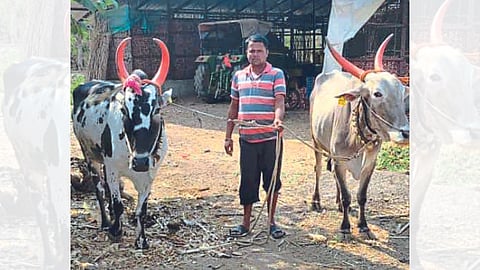 Bulls Pair
