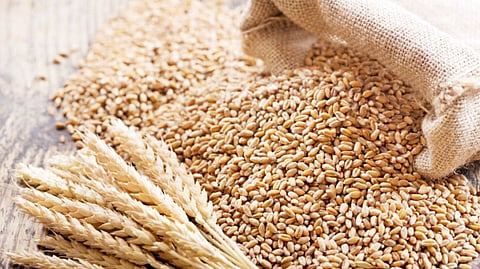 wheat