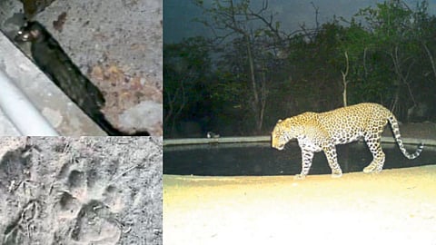 Gautala Sanctuary Three leopards found at different places