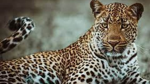 Aurangabad farmers Nine goats killed in leopard attack