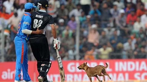 Animals Caused A Cricket Match instances disrupting cricket match