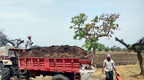 Latur farm manure process with help of tractor