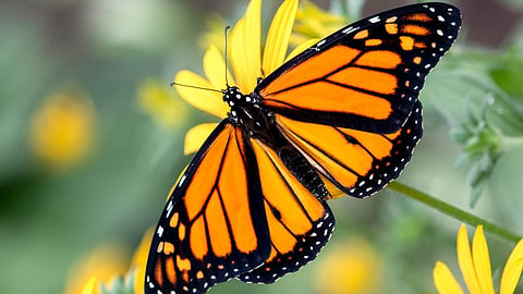 Butterfly