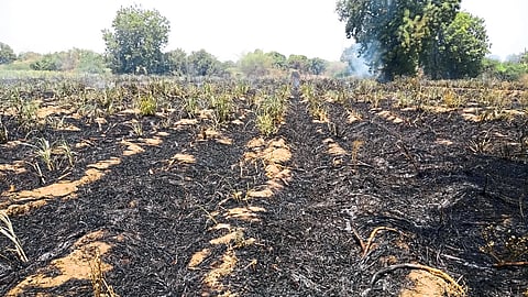 burned crop reference image