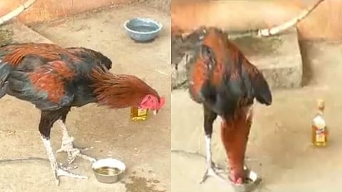Drunk Cock
