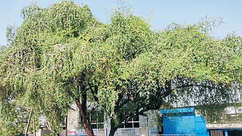 Ber Tree
