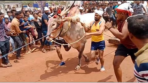 wood pulling race