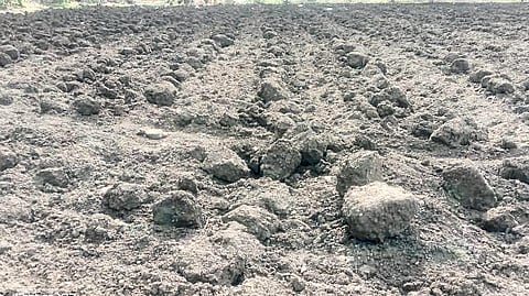 Agriculture