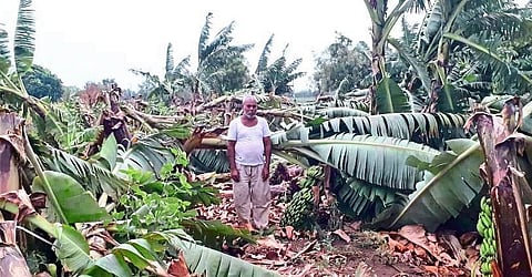 Agriculture damage