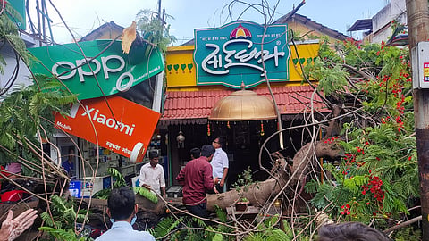 Gulmohar tree collapsed at vakilwadi