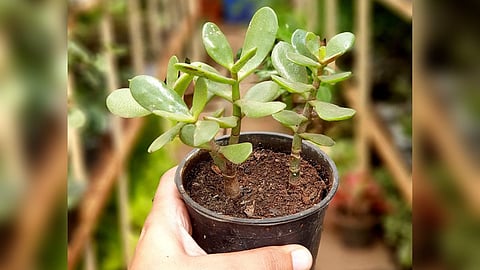 money plant