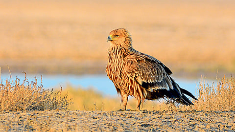 Eagle