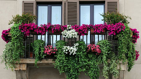 Plant these 5 trees on the balcony; The house will look beautiful
