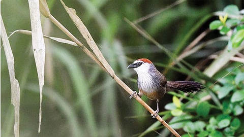 Satbhai Bird