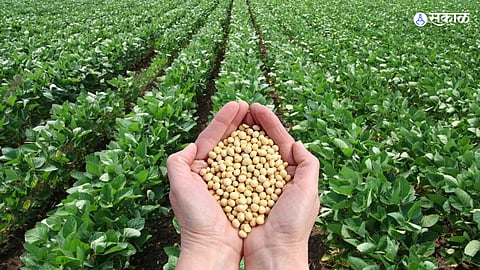 Osmanabad Farmer Producer Companies Soybean seed
