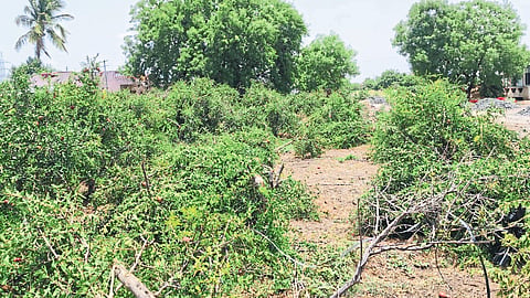 Damage to pomegranate orchards due to heavy rains