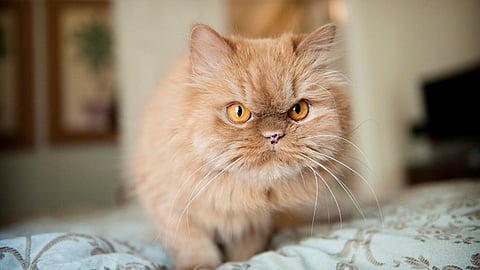 cat
