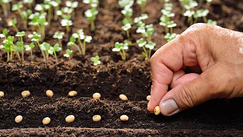 Kharif sowing