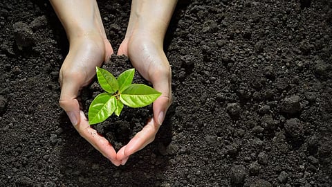 trees plantation