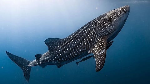 whale fish ambergris