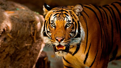 Maharashtra 97 percent tigers in Vidarbha