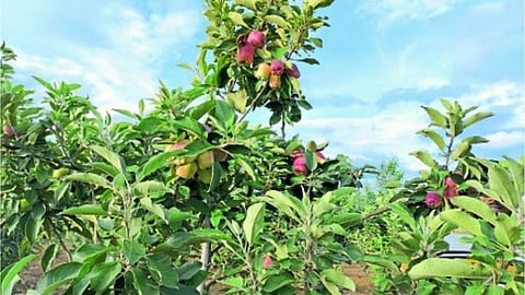Blossomed Apple orchard Daring experiment of Mansingrao Malve of Pusesavali