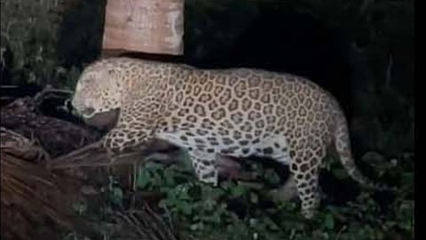 Leopards in Jadhavwadi area junnar pune