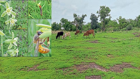 Aurangabad Gautala Sanctuary forest department