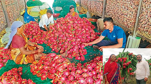 Beed Kelsangvi village woman dragon fruits farming