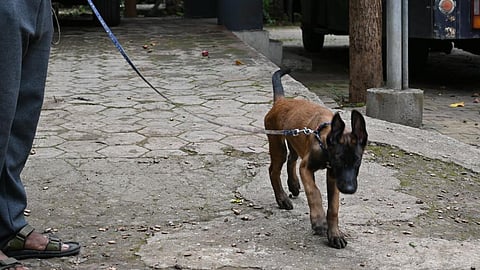 Alpha Dog
