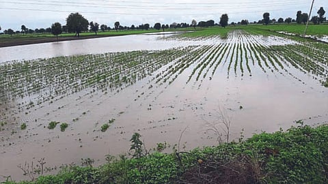 Farmers of Akola district suffered damage due to heavy rains will get help in September