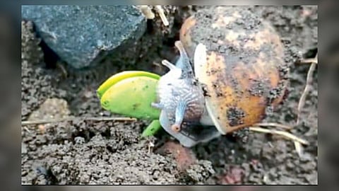 Beed Farmer Crop Damage Yellow Mosaic