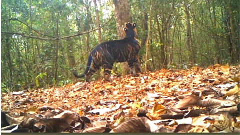 Black tiger