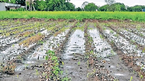weather update farmer 18 lakh hectares area affected in state due heavy rains nashik