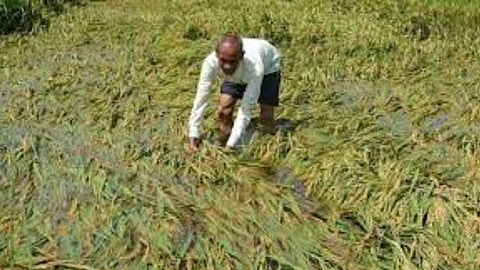 Farmer Damage