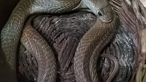 Snake