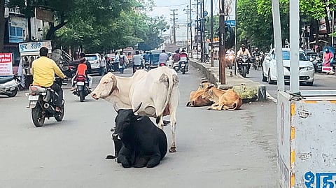 A road blocked by loose animals near a major bridge in the city on Friday