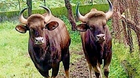 pair of Gaur animal in Rajiv Gandhi Zoological Park & Wildlife Research Katraj pune