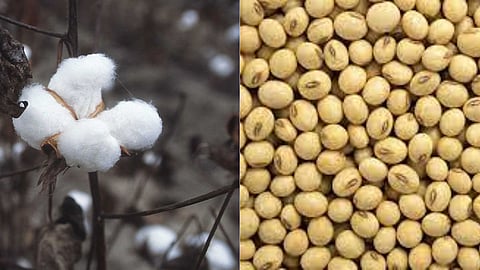 Turmeric cotton soybeans