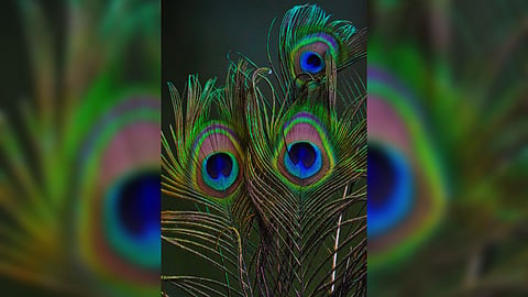 peacock feather