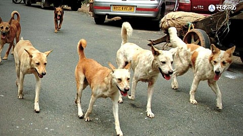stray dogs
