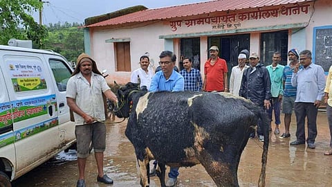Lumpy Skin Cattle