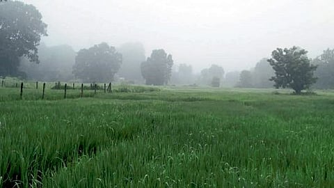 rain