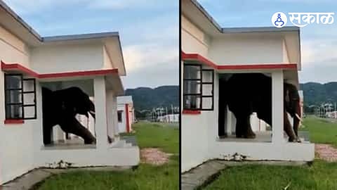 Viral Video
