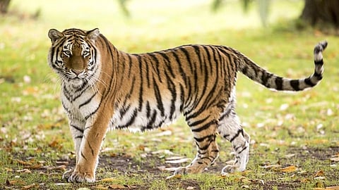 tiger