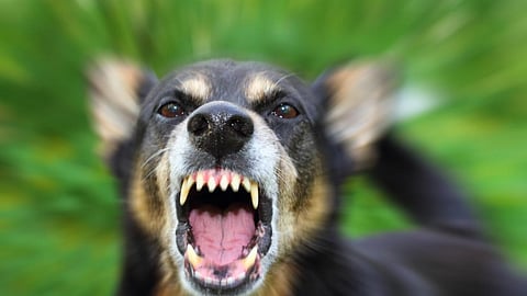 Rabies