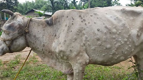 Lumpi Disease: देशात ‘लम्पीचा’ कहर; देशभरात 82 हजार जनावरांचा मृत्यू; राज्यातला आकडाही मोठा