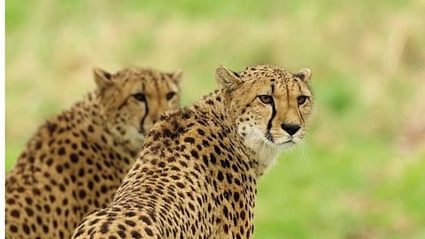 Cheetah