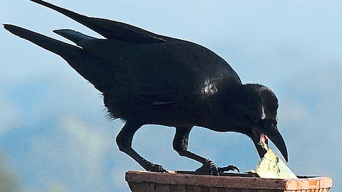 crow bird eating tobacco packet